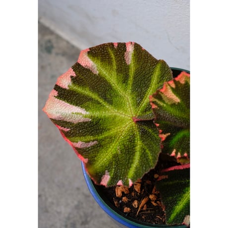 Begonia soli-mutata variegated