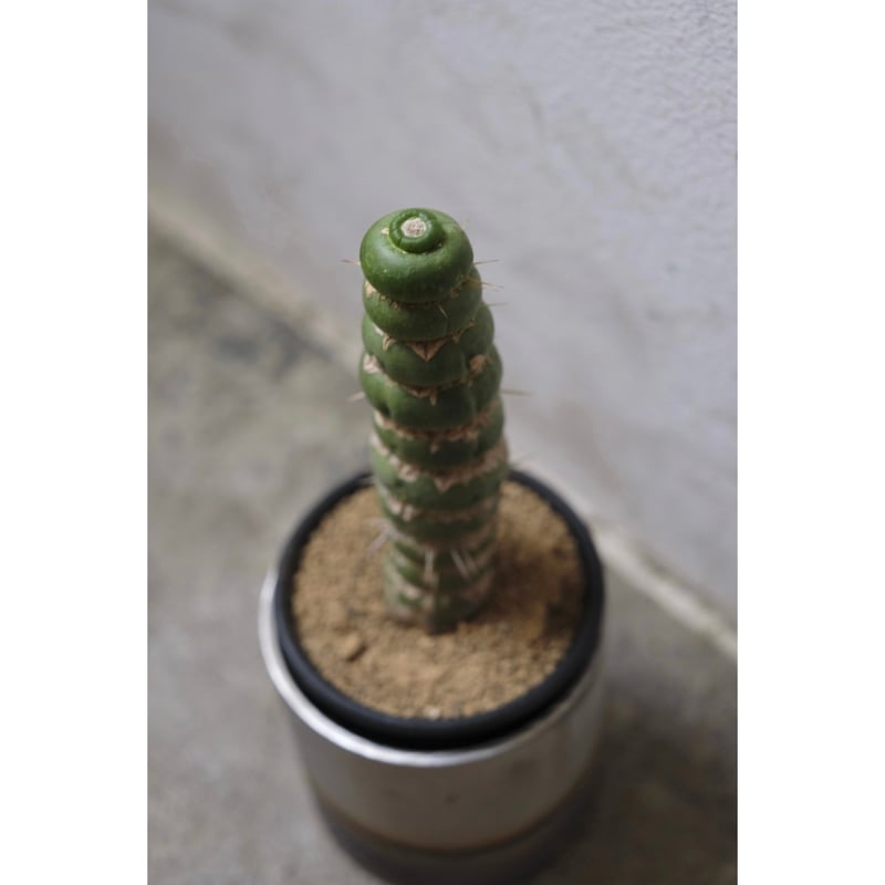 ユーキニア・スピラリス　だんご状態やん Eulychnia castanea f. 'spiralis' | SAI botanica