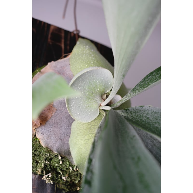Platycerium bifurcatum E-1 | SAI botanical works