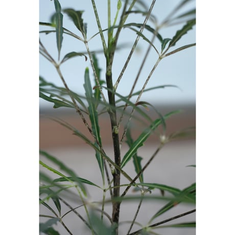Dizygotheca elegantissima in the Mr.KITLY