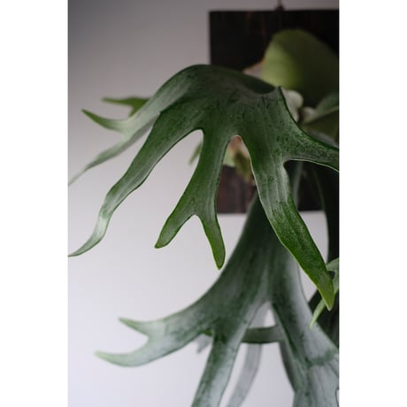 Platycerium bifurcatum E-1