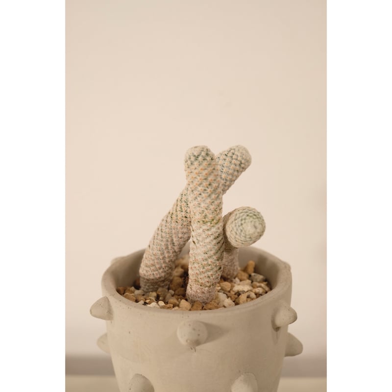 Mammillaria albiflora 