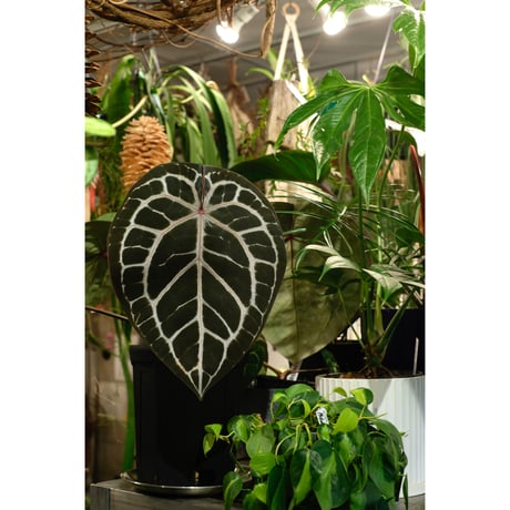 Anthurium Michelle by DOCBLOCK