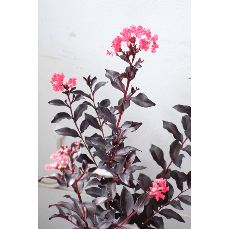 Lythraceae”Shadow Magic” | SAI botanical works