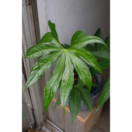 Anthurium Pedatoradiatum