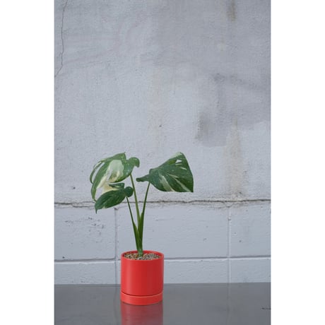 Monstera​ Thai Constellation