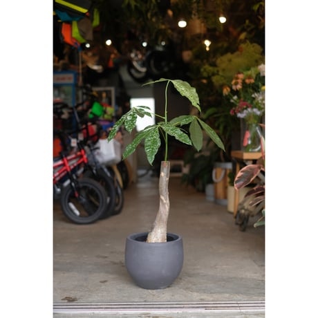 Pachira glabra 'Milky Way'