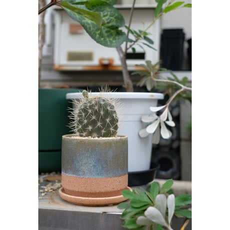 Opuntia galapageia "ガラパゴスウチワ"