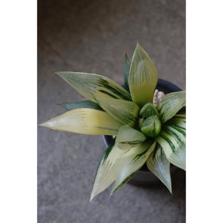 Haworthia  retusa
