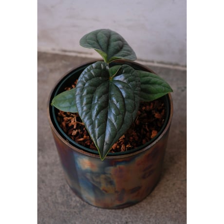 Anthurium luxurians
