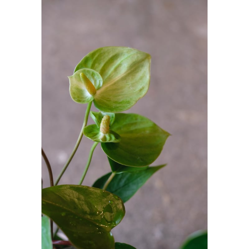181 llicum メタリカム アンスリウム Anthurium 【公式通販】