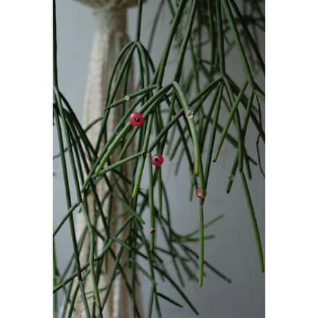 Rhipsalis