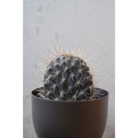 Opuntia galapageia "ガラパゴスウチワ"