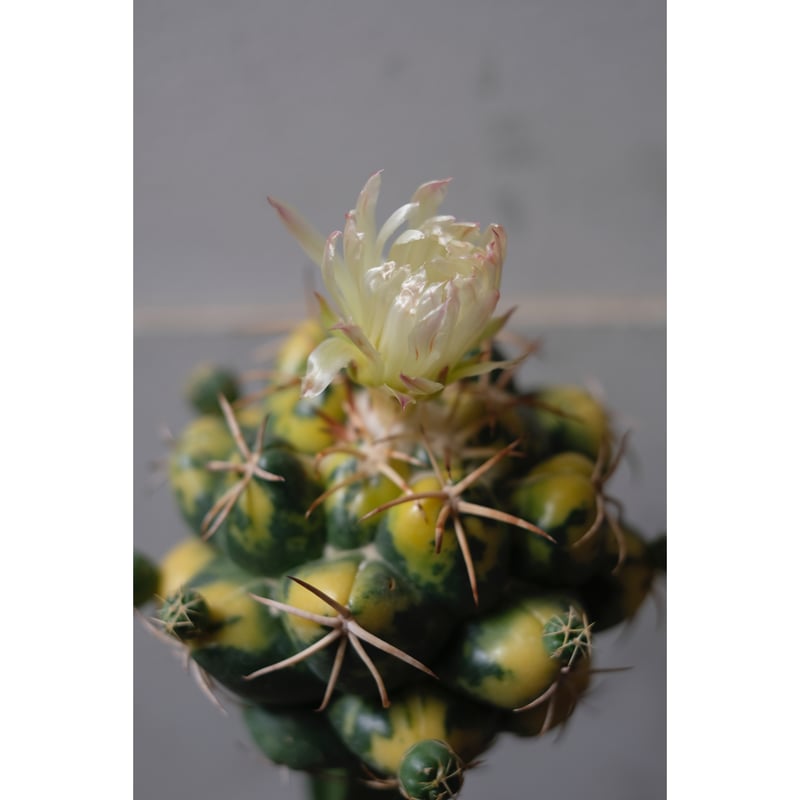 象牙丸錦 Coryphantha elephantidens 