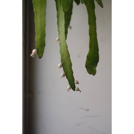 Pseudorhipsalis ramulosa