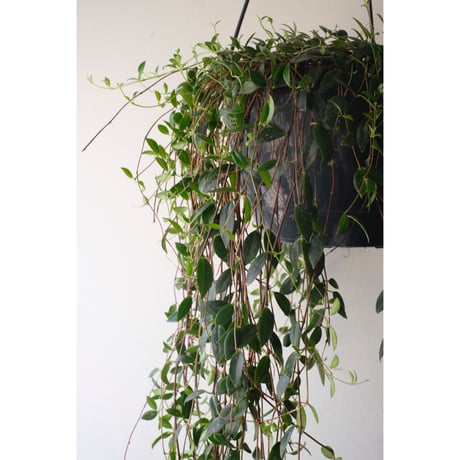 Codonanthe crassifolia
