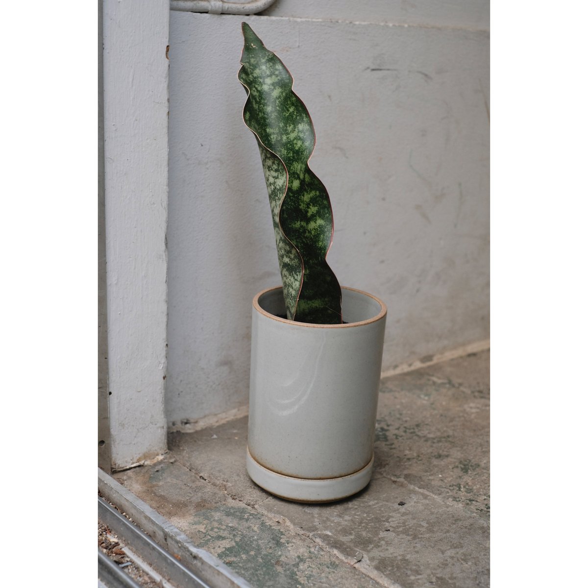 Sansevieria mafinga | SAI botanical works