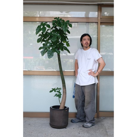 ボトルツリー | STORES