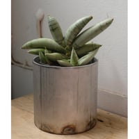 Sansevieria boncellensis "platinam"