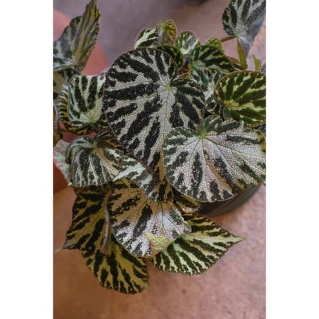 Begonia "Silver Jewell"