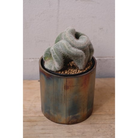Mammillaria hahniana