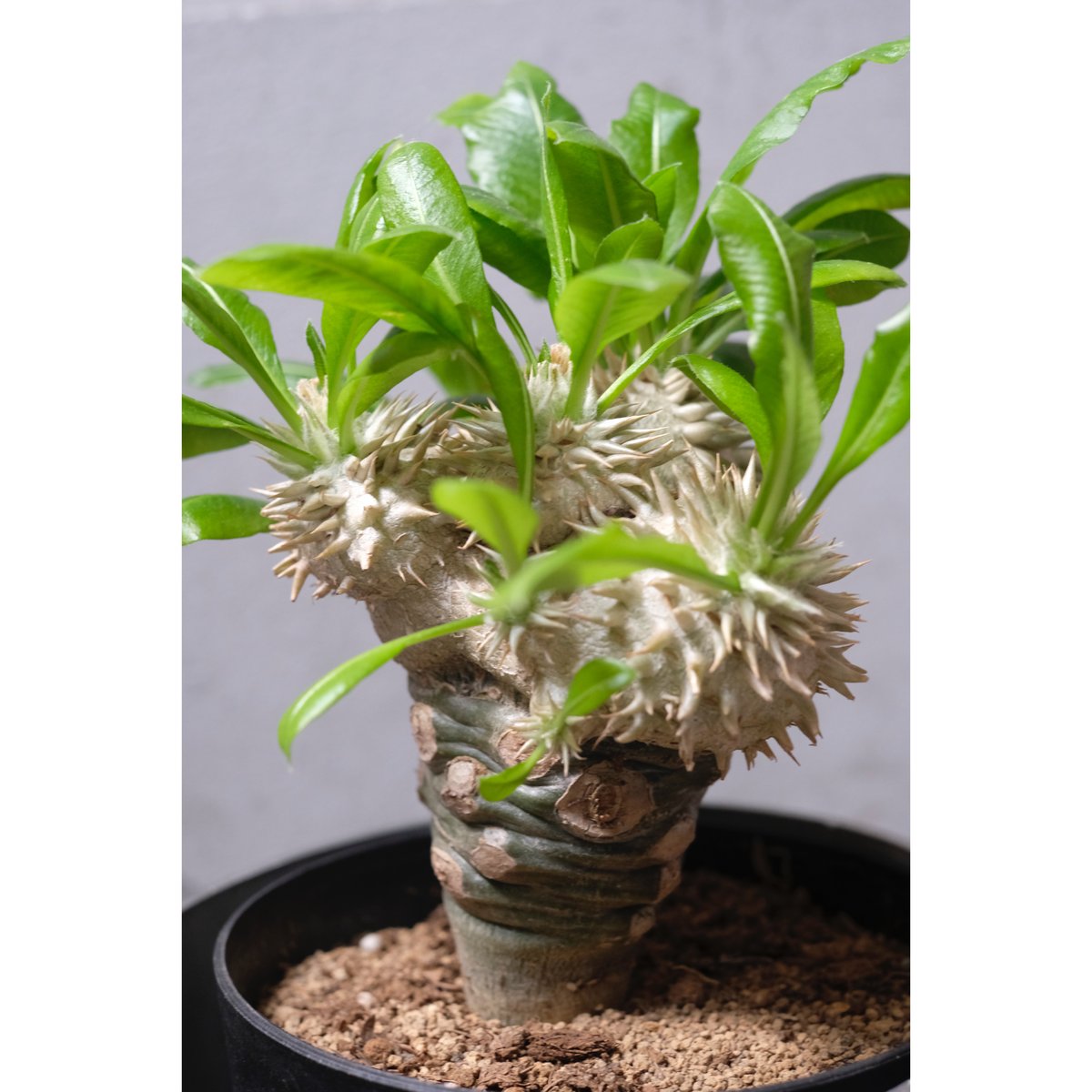 実生Pachypodium brevicaule恵比寿笑い 4本セット Pachypodium brevicaule