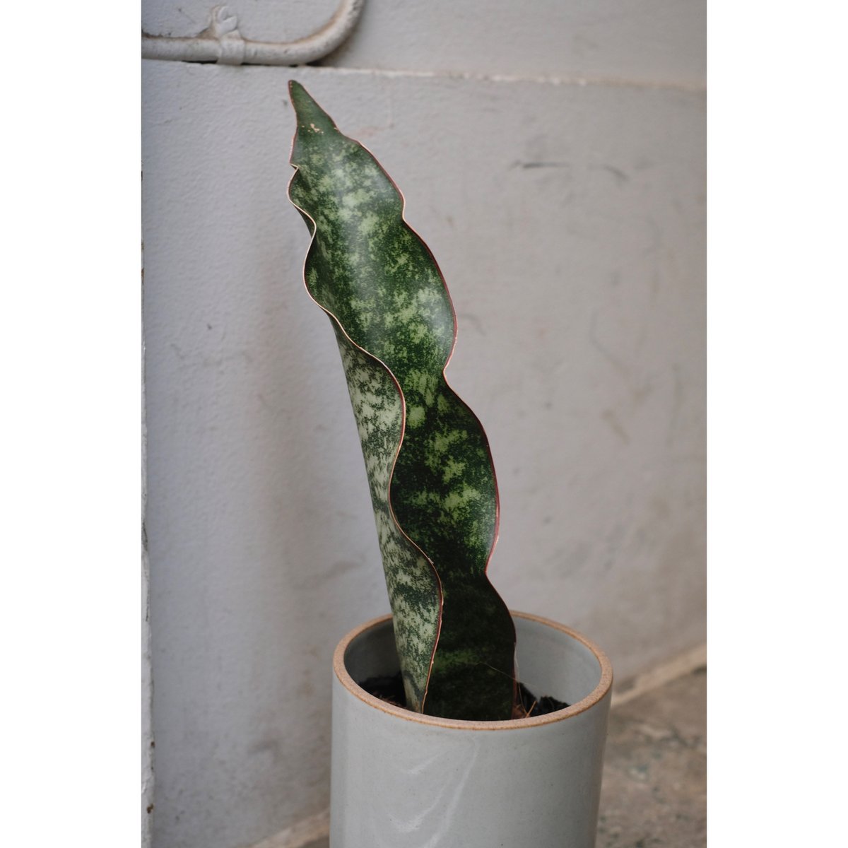 サンスベリア mafinga km.10 white variegated サンスベリア mafinga km.10 white variegated Sansevieria mafinga