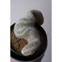 Mammillaria geminispina f. cristata