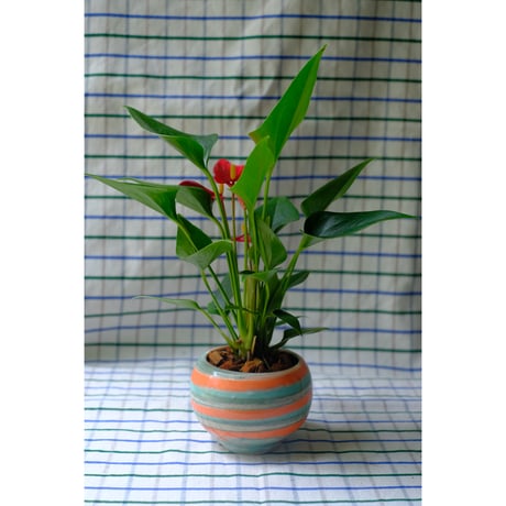 Yoshinori Takemura plant pot