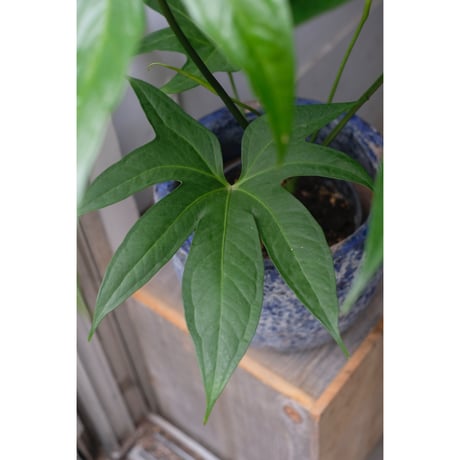Anthurium Pedatoradiatum