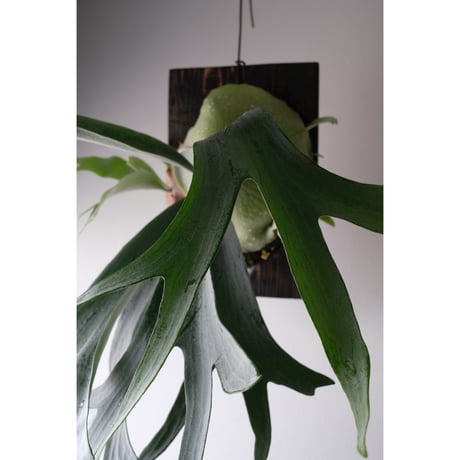 Platycerium bifurcatum E-1
