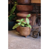Hoya monetteae