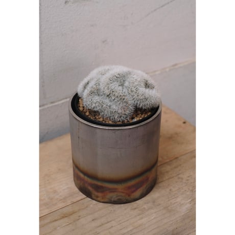 Mammillaria carmenae
