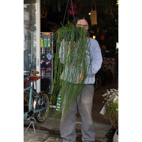 Rhipsalis puniceodiscus