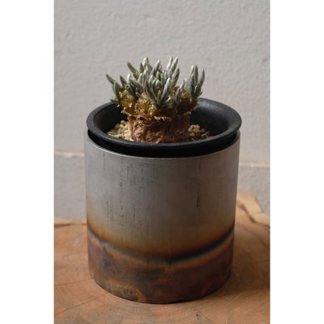 アボニアクイナリア | STORES