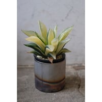 Haworthia  retusa