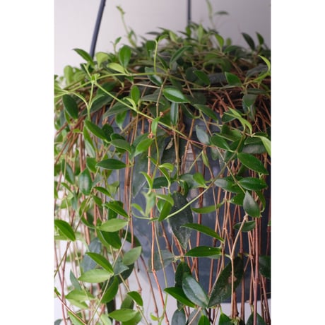 Codonanthe crassifolia