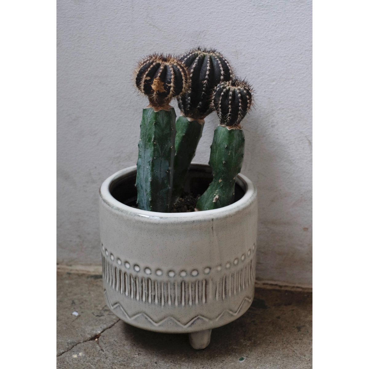 Uebelmannia pectinifera | SAI botanical works