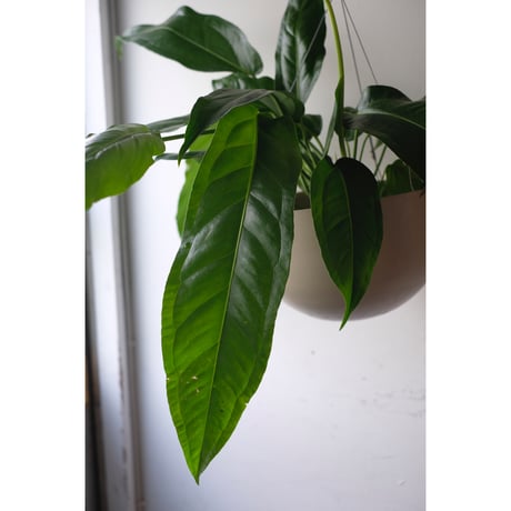 Anthurium pendulifolium