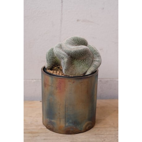 Mammillaria hahniana