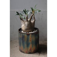 Anthurium pendulifolium | SAI botanical works