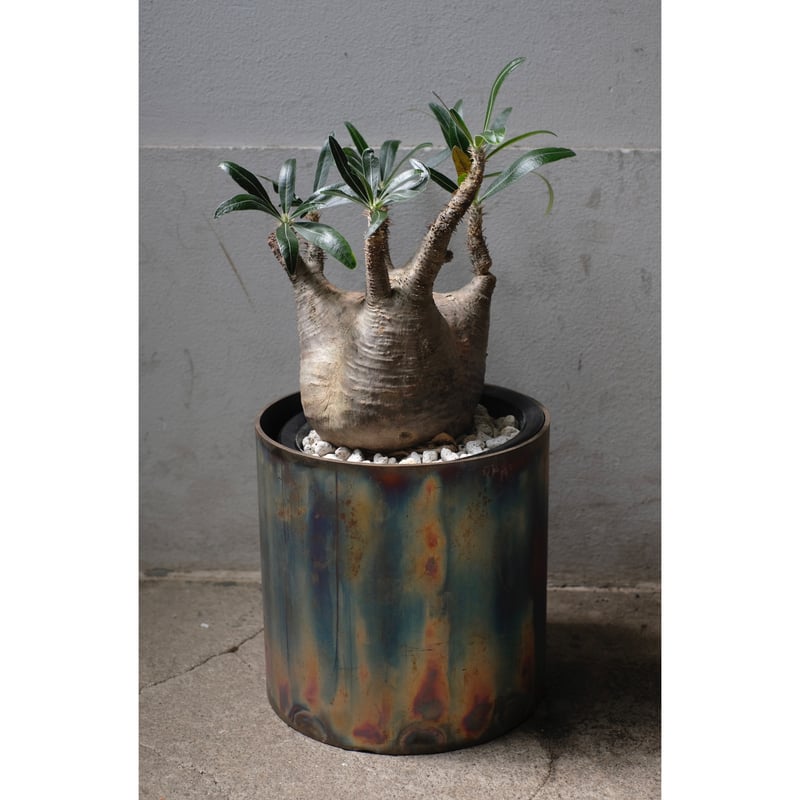 OZWRT Pachypodium Graciliphant グラキリファント Pachypodium gracilius(パキポディウム グラキリス)× QUTOTEN