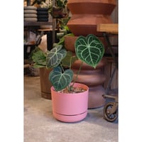 Anthurium clarinervium