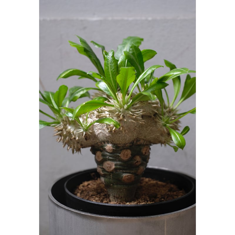 パキポディウム 恵比寿笑い Pachypodium brevicaule ⑨ パキポディウム 恵比寿笑い | GREEN LUCK
