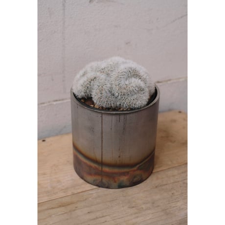 Mammillaria carmenae