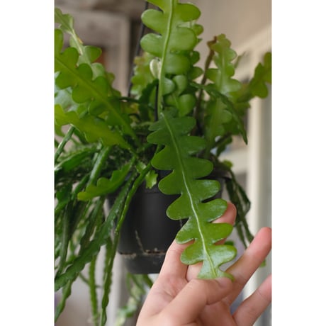 Epiphyllum Angulliger