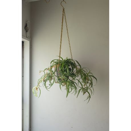 オリヅルラン | STORES