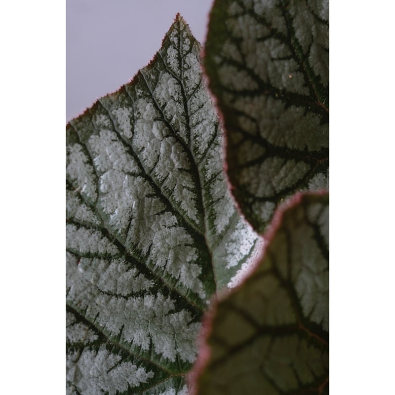 Begonia U309 | SAI botanical works