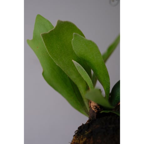 Platycerium bifurcatum