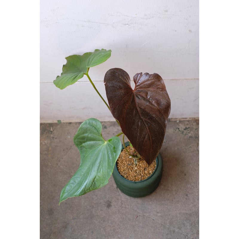 Anthurium Chamberlanianum 'Rom's Red' | SAI bot